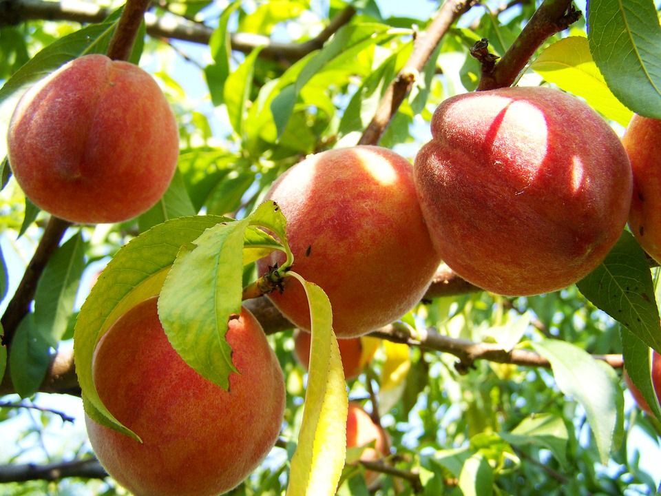Pflanzen Pfirsichbaum Amsden 7,5 L Container