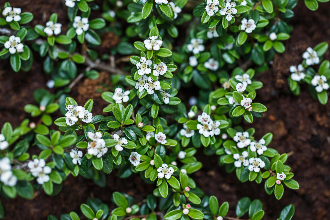 Pflanzen Teppichmispel Cotoneaster dammeri 'Radicans' 0,5 l Container