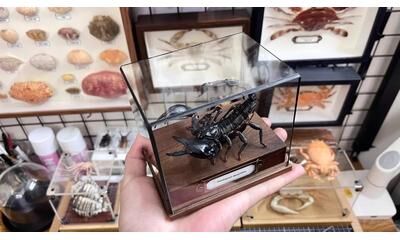 Inspire Select Real Crab Specimen Display Handcrafted Preserved Crab Ornament For Collectors & Unique Home Decor with Glass Cover 8