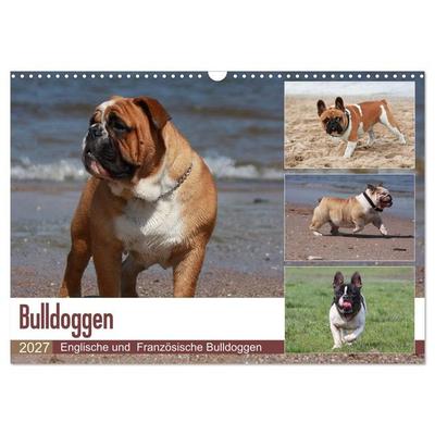 Bulldoggen - Englische und Französische Bulldoggen (Wandkalender 2027 DIN A3 quer), CALVENDO Monatskalender