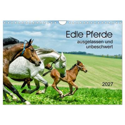Edle Pferde - ausgelassen und unbeschwert (Wandkalender 2027 DIN A4 quer), CALVENDO Monatskalender