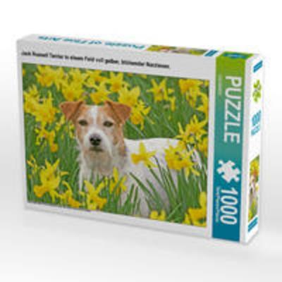CALVENDO Puzzle Jack Russell Terrier in einem Feld voll gelber, blühender Narzissen. 1000 Teile Lege-Größe 64 x 48 cm Foto-Puzzle Bild von CALVENDO