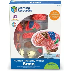 Learning Resources Anatomiemodell des menschlichen Gehirns, Ab 8 Jahren, Lernspiel Biologie und Anatomie, 10 cm, Realis