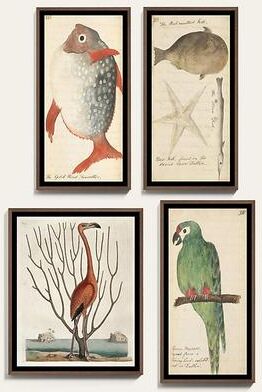 Naturalists Companion Art - Green Macaw, Large - Ballard Designs