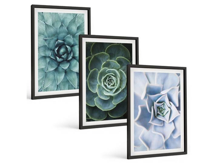 BILDER SET 3er Set - 40x60 cm Schwarzer Rahmen - Sukkulente Pflanzen grün türkis