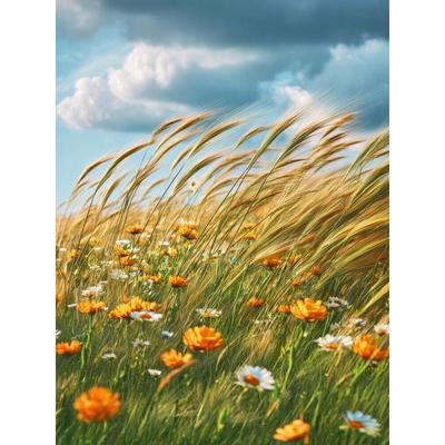 CALVENDO Puzzle Die Weite des Sommers, grenzenlos und frei | 1000 Teile Lege-Größe 64x48cm Foto-Puzzle für glückliche Stunden, Sonstige von , Calvendo