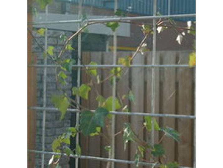 Betongaas betonmat schutting vuurverzinkt hedera 2x3m 6/150mm