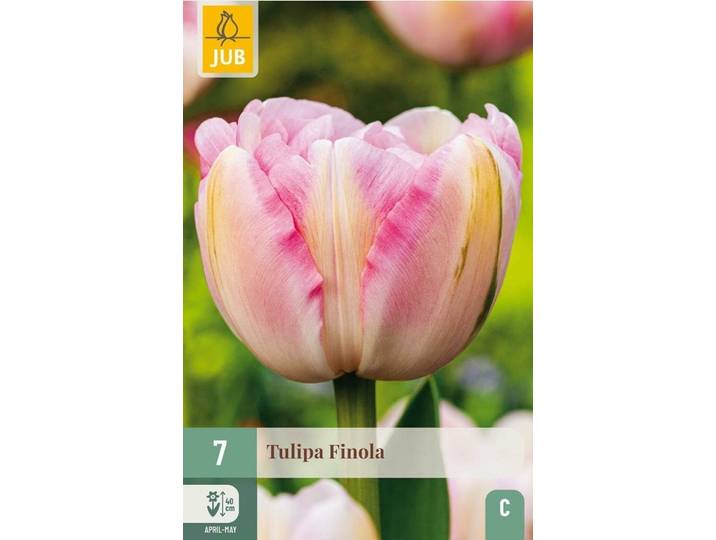 Tulp Finola 7 bollen