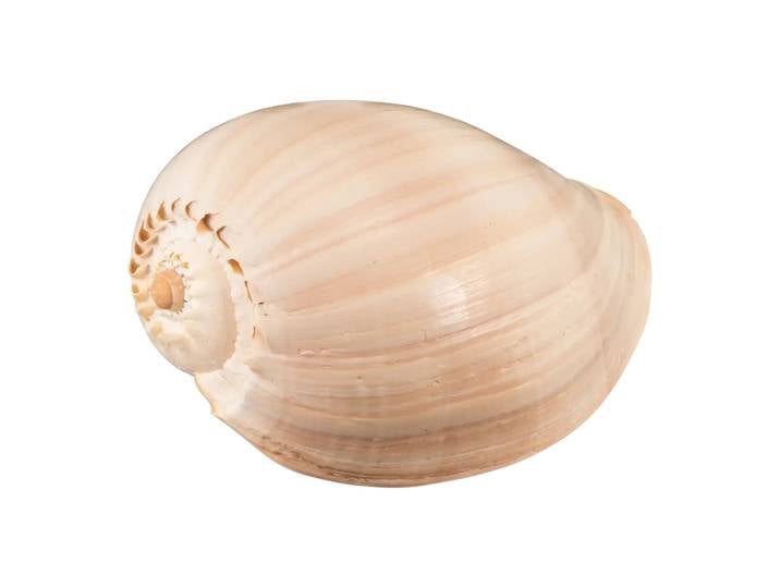 Muschel Muschel, Terrea, crème