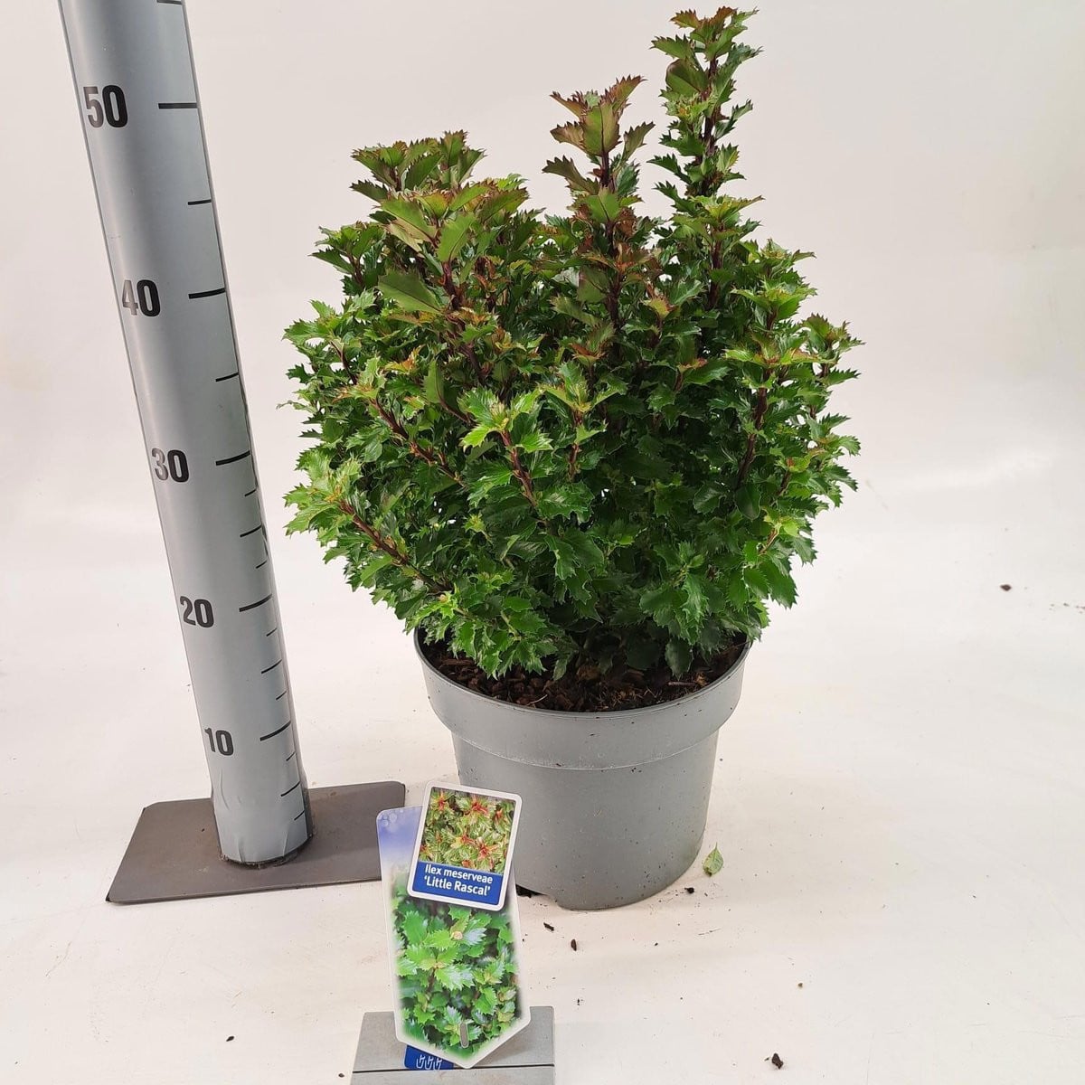 Ilex meserveae 'Little Rascal' Blauw in pot, 30-40 cm