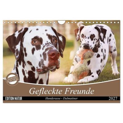 Gefleckte Freunde - Hunderasse Dalmatiner (Wandkalender 2027 DIN A4 quer), CALVENDO Monatskalender