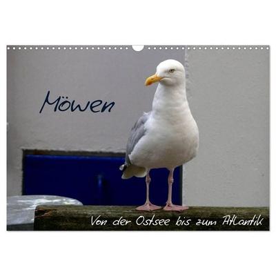 Möwen - Von der Ostsee bis zum Atlantik (Wandkalender 2026 DIN A3 quer), CALVENDO Monatskalender
