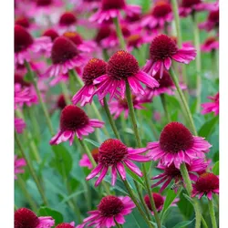 Purpur-Sonnenhut – Echinacea purpurea 'Delicious Candy'