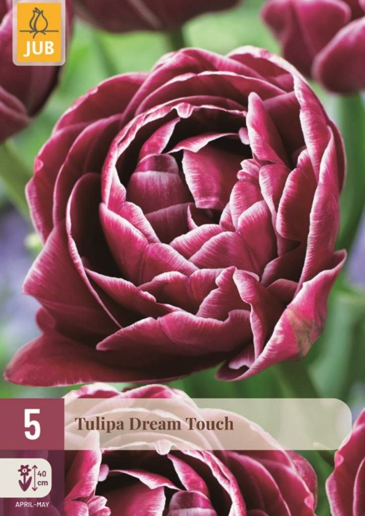 Jub Tulp Dream Touch 5 bollen