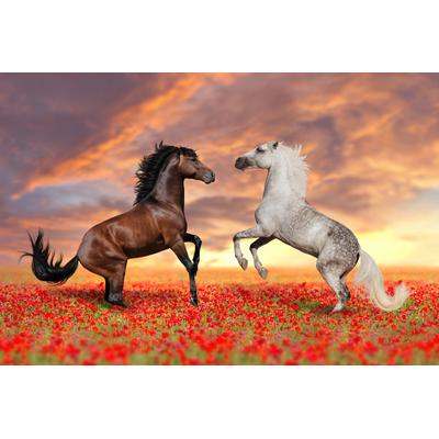 Fototapete PAPERMOON "Pferde in Blumenwiese", bunt, B:3m L:2,23m, Vlies, Tapeten