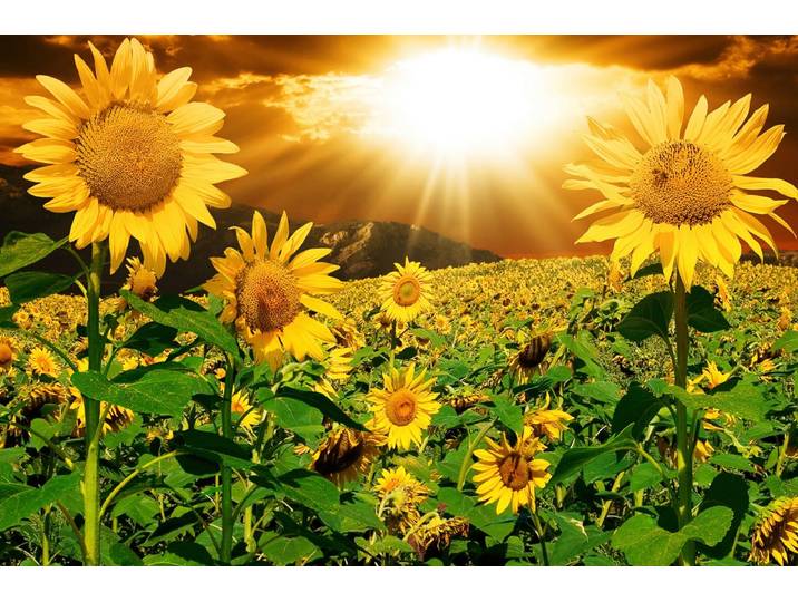 Papermoon Sonnenblumen