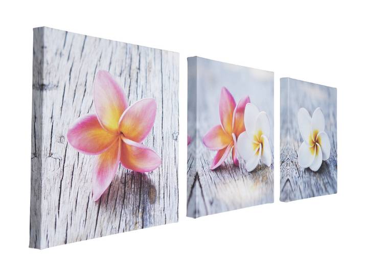 Wandbild Set 3x 30x30 Frangipani
