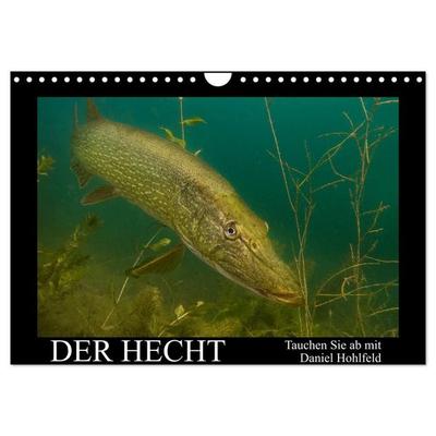 Der Hecht - Tauchen Sie ab mit Daniel Hohlfeld (Wandkalender 2027 DIN A4 quer), CALVENDO Monatskalender