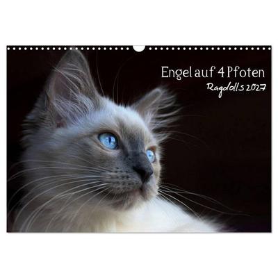 Engel auf 4 Pfoten - Ragdolls 2027 (Wandkalender 2027 DIN A3 quer), CALVENDO Monatskalender