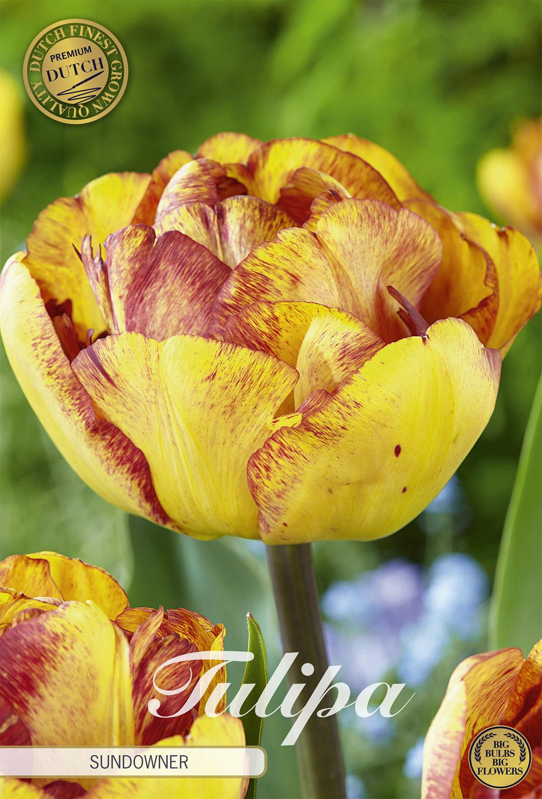Sam van Schooten Tulpenbollen Sundowner (7 stuks)