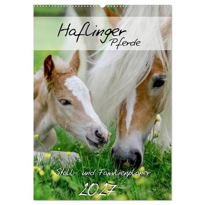 Haflinger Pferde - Stall- und Familienplaner 2027 (Wandkalender 2027 DIN A2 hoch), CALVENDO Monatskalender
