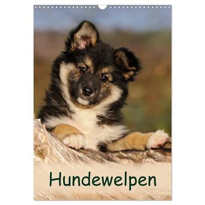 Hundewelpen (Wandkalender 2026 DIN A3 hoch), CALVENDO Monatskalender