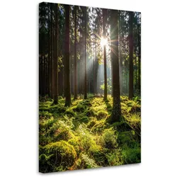 LEINWANDBILD Wald Bäume Sonnenaufgang 40x60cm