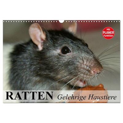 Ratten. Gelehrige Haustiere (Wandkalender 2027 DIN A3 quer), CALVENDO Monatskalender