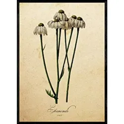 POSTER Kamille. A4 Schwarzer Rahmen