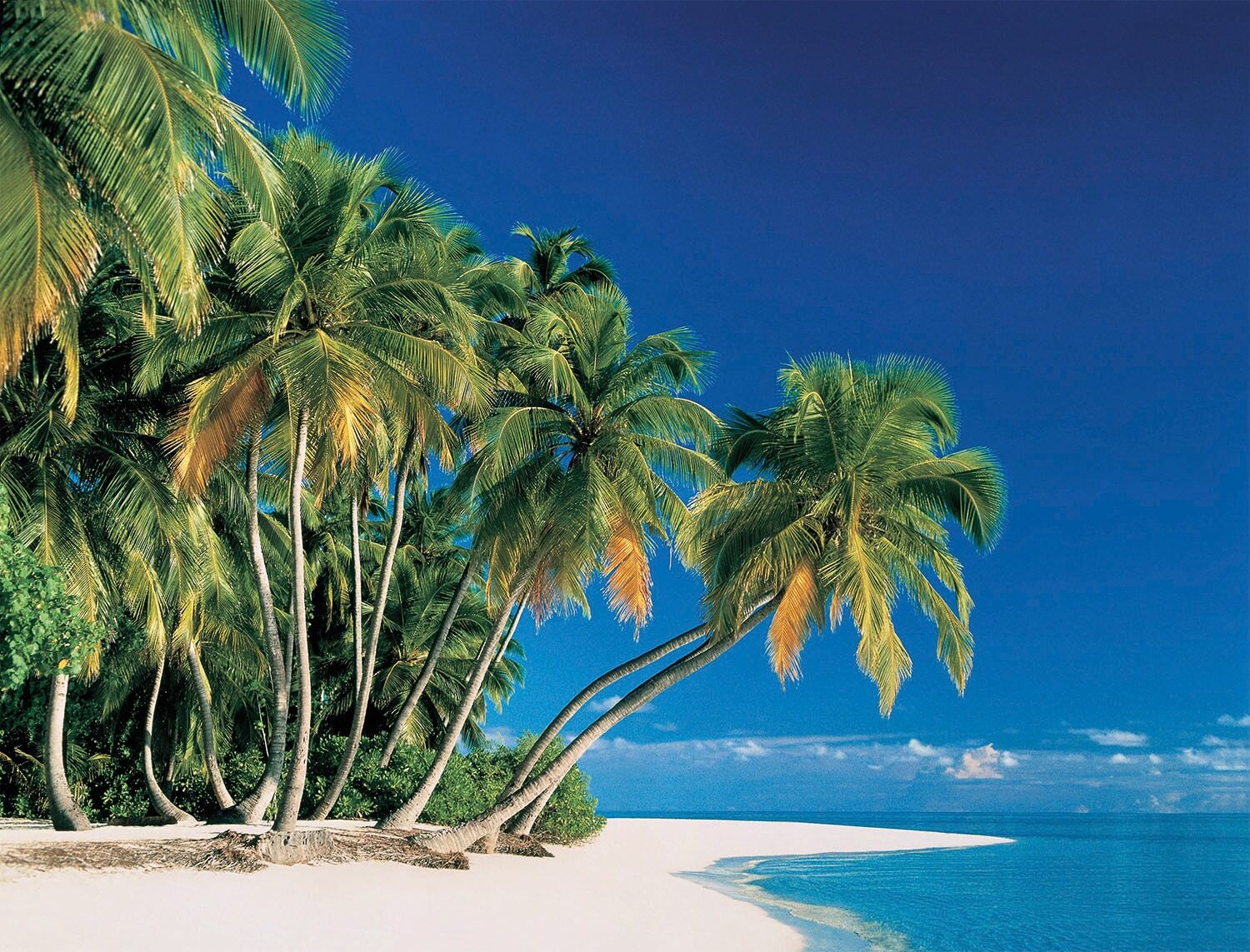 Fototapete PAPERMOON "Tropical Palms", bunt, B:2m L:1,49m, Vlies, Tapeten, Fototapete