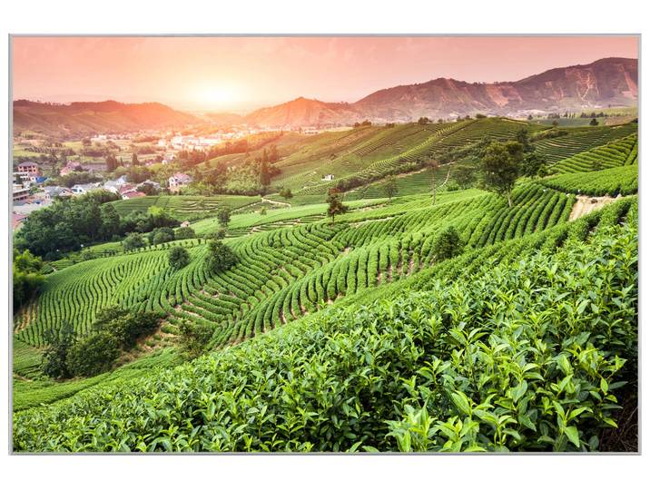 Bild mit Rahmen Weinberge Bei Sonnenuntergang image LAND