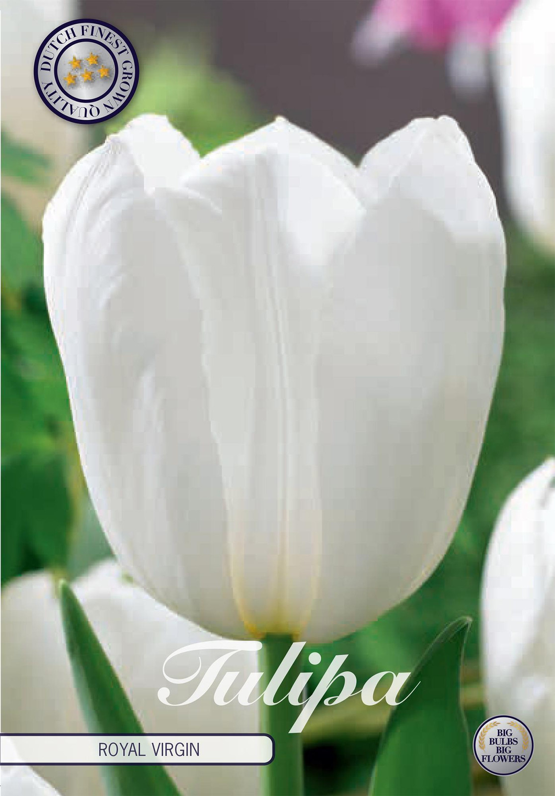 Sam van Schooten Tulpenbollen Royal Virgin (7 stuks)
