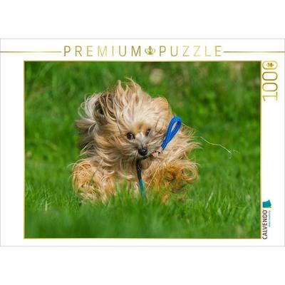 CALVENDO Puzzle Havaneser beim Spiel | 1000 Teile Lege-Größe 64x48cm Foto-Puzzle für glückliche Stunden