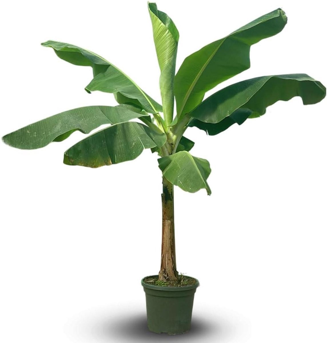 Bananenplant Musa Dwerg Cavendish - 200 cm - Groen