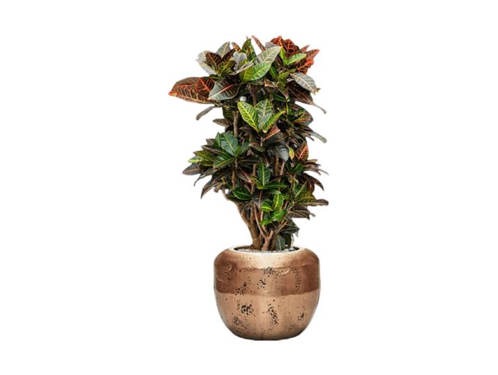 Pflanzen Arrangement „Croton variegatum 'Petra' in Baq Opus“, Höhe 125-135 cm Baq Design