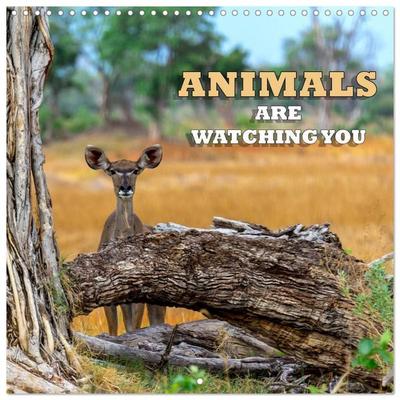 Animals are watching you (Wall Calendar 2027 12 × 12 Inch) CALVENDO 12 Month Wall Calendar