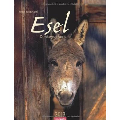 Esel 2013 / Donkeys 2013 / Ânes 2013