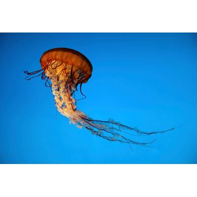 Fototapete PAPERMOON "Qualle", bunt, B:4m L:2,6m, Vlies, Tapeten