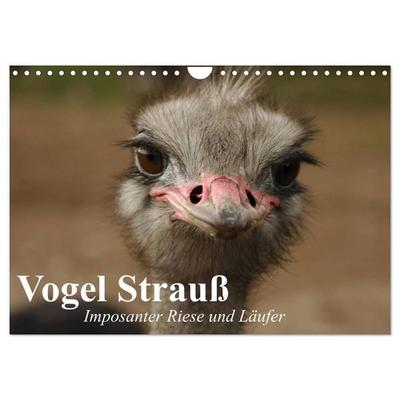 Vogel Strauß. Imposanter Riese und Läufer (Wandkalender 2027 DIN A4 quer), CALVENDO Monatskalender