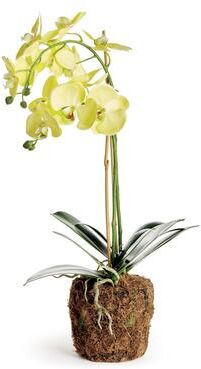 Porch & Petal "Phalaenopsis Orchid Drop-In 23"""
