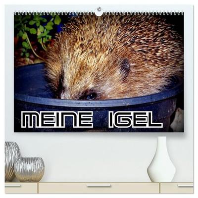 Meine Igel (hochwertiger Premium Wandkalender 2027 DIN A2 quer), Kunstdruck in Hochglanz