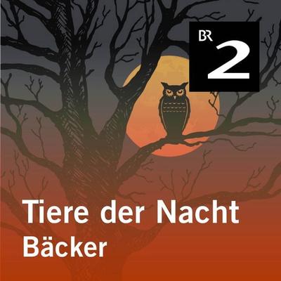 Tiere der Nacht: Bäcker - Silke Wolfrum, Audio, 4057664414090