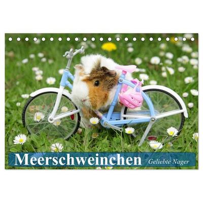 Meerschweinchen. Geliebte Nager (Tischkalender 2027 DIN A5 quer), CALVENDO Monatskalender