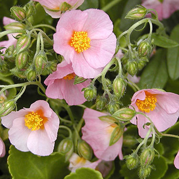 6 x Zonneroosjes Helianthemum Lawrenson's Pink in pot van 9x9 cm