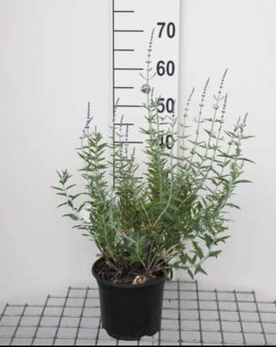 Perovskia atripl. 'Blue Spire' - Blauwspirea, Russische Salie, 30-40 cm in pot