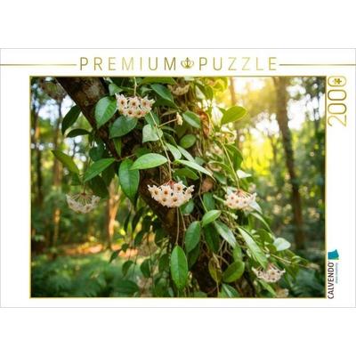 CALVENDO Puzzle Hoya carnosa - Porzellanblume in der Natur | 2000 Teile Lege-Größe 90x67cm Foto-Puzzle für glückliche Stunden