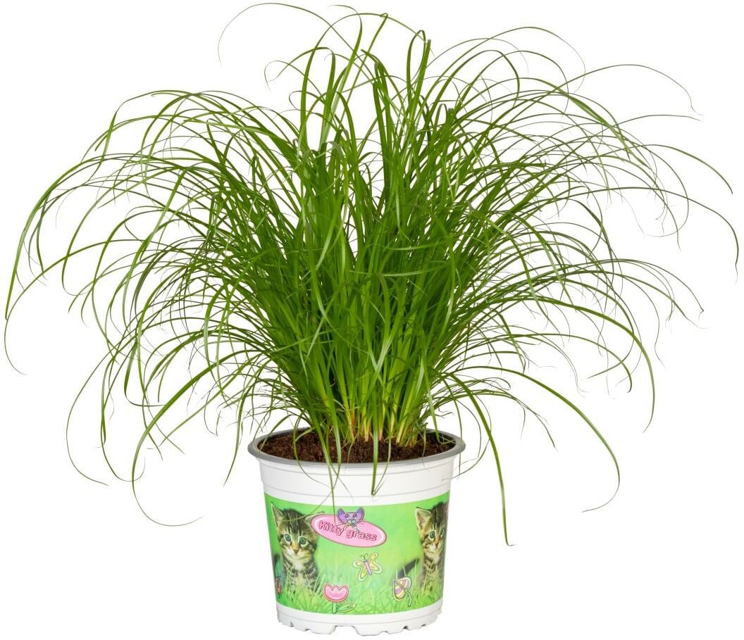 Pflanzen Katzengras Cyperus zumula H ca. 30 cm 12 cm Topf