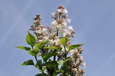 Gewone Sering Syringa vulg. Beauty of Moscow - 50-60 cm pot