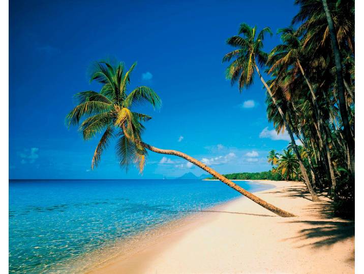 Fototapete PAPERMOON Leaning Palms , bunt, B:3,5m L:2,6m, Vlies, Tapeten, Fototapete
