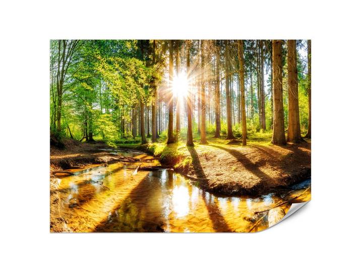 FOTOTAPETE für Wohnzimmer Pflanzen Natur Gras Sonniger Wald Bäume 200x140